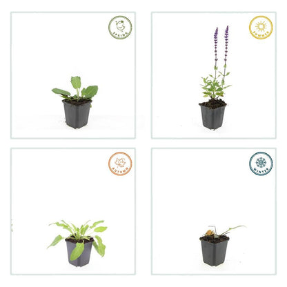 Buitenplant 12x Salvia nemorosa 'Mainacht' - Bloeiend - Pot Ø 9cm Hoogte ↕ 10-25cm