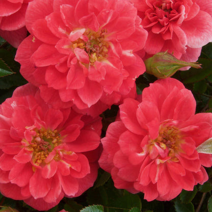 Buitenplant 2x Rosa Salmon Queen - Klimroos Bloeiend - Pot Ø 11cm Hoogte ↕ 40cm