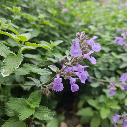 Buitenplant 6x Nepeta - Aromatisch - Pluggen