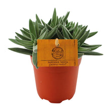 Kamerplant - Crassula Tenelli - Pot Ø 11cm Hoogte ↕ 15cm