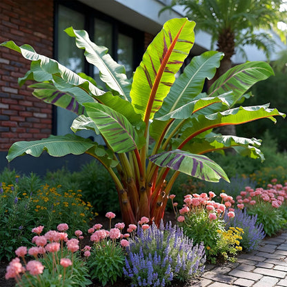 Buitenplant 2x Musa sikkemensis Red Tiger - Bananenplant - Winterhard - Pot Ø 12cm Hoogte ↕ 30cm