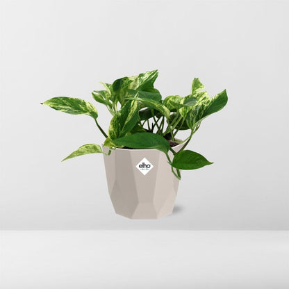 Kamerplant - Scindapsus (Epipremnum) Marble Queen - Pot Ø 14cm