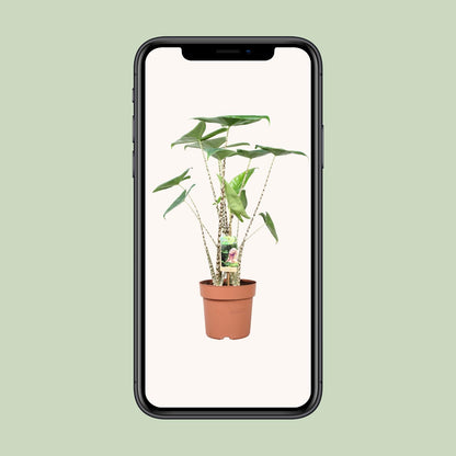 Kamerplant - Alocasia Zebrina - Pot Ø 21cm Hoogte ↕ 80cm