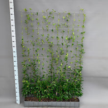Buitenplant - Trachelospermum jasminoides - Toscaanse Jasmijn Kant-en-Klaar Haag - 120 x 180cm