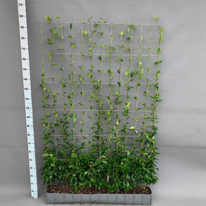 Buitenplant - Trachelospermum jasminoides - Toscaanse Jasmijn Kant-en-Klaar Haag - 120 x 180cm