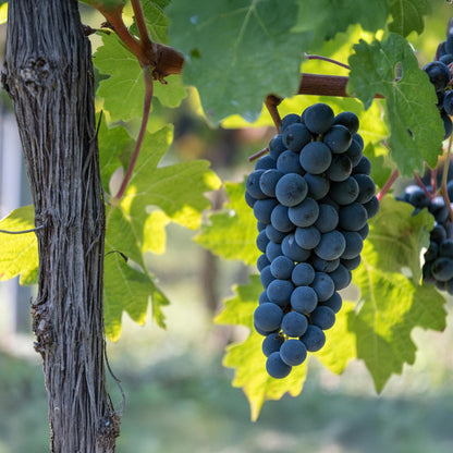 Buitenplant - Vitis vinifera Boskoop Glory (Blauwe druif) - Pot Ø 15cm Hoogte ↕ 50cm