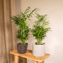 Kamerplant 2x Chamaedorea Elegans (Mexicaanse Bergpalm) - Pot Ø 12cm Hoogte ↕ 40cm