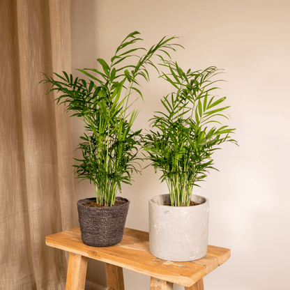 Kamerplant 2x Chamaedorea Elegans (Mexicaanse Bergpalm) - Pot Ø 12cm Hoogte ↕ 40cm