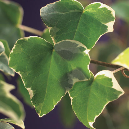 Buitenplant 2x Hedera helix 'Glacier' - Klimplant Bont Blad - Groenblijvend - Pot Ø 11cm Hoogte ↕ 40cm