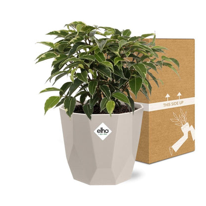Kamerplant - Ficus Benjamina Kinky - Pot Ø 14cm