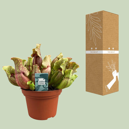 Buitenplant - Sarracenia Purpurea - Pot Ø 12cm Hoogte ↕ 20cm