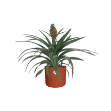 Kamerplant - Ananas Mi Amigo - Pot Ø 12cm
