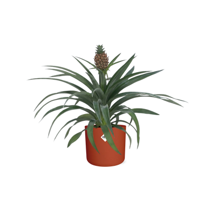 Kamerplant - Ananas Mi Amigo - Pot Ø 12cm