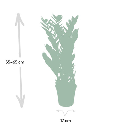 Kamerplant - Zamioculcas Zamiifolia - Pot Ø 17cm Hoogte ↕ 70cm