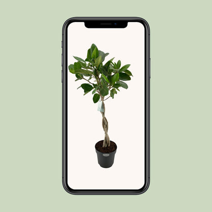 XL kamerplant - Ficus Benghalensis Audrey - Luchtzuiverend - Pot Ø 27cm Hoogte ↕ 110cm