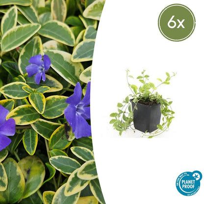 Buitenplant 6x Vinca minor 'Aureovariegata' - Pot Ø 9cm Hoogte ↕ 10-25cm