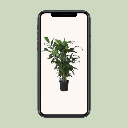 XL kamerplant - Caryota Mitis - Pot Ø 24cm Hoogte ↕ 120cm