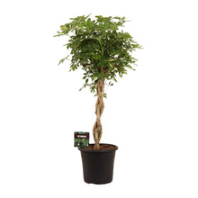 XL kamerplant - Schefflera Arb. Gold Capella - Luchtzuiverend - Pot Ø 32cm Hoogte ↕ 130cm