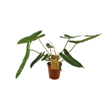Kamerplant - Philodendron Billetiae - Pot Ø 15cm Hoogte ↕ 50cm