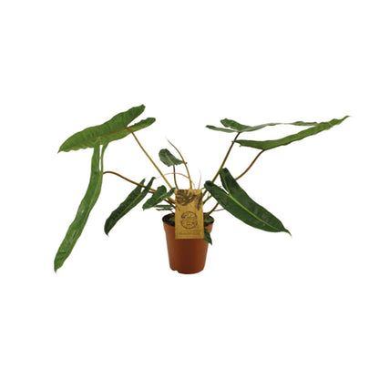 Kamerplant - Philodendron Billetiae - Pot Ø 15cm Hoogte ↕ 50cm