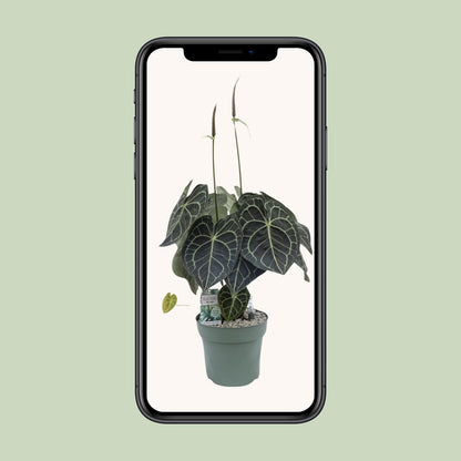 Kamerplant - Anthurium Clarinervium - Pot Ø 30cm Hoogte ↕ 80cm