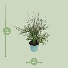 Kamerplant - Maori Green Leaf - Pot Ø 19cm Hoogte ↕ 55cm