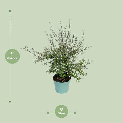 Kamerplant - Maori Green Leaf - Pot Ø 19cm Hoogte ↕ 55cm