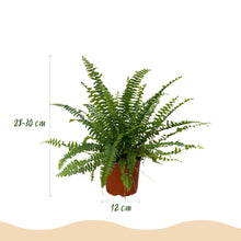 Kamerplant - Nephrolepis exaltata Green Lady - inclusief mand - Pot Ø12cm Hoogte ↕ 25cm