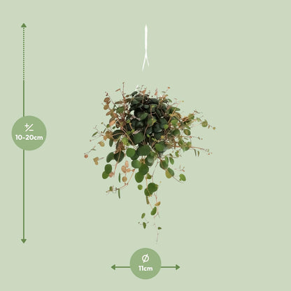 Kamerplant - Peperomia Pepperspot - Pot Ø 11cm Hoogte ↕ 20cm
