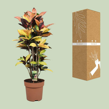 Kamerplant - Codiaeum Mrs Iceton - Pot Ø 27cm Hoogte ↕ 80cm