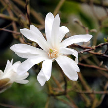 Buitenplant - Magnolia Stellata - Bloeiend - Pot Ø 17cm Hoogte ↕ 45cm