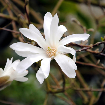 Buitenplant - Magnolia Stellata - Bloeiend - Pot Ø 17cm Hoogte ↕ 45cm