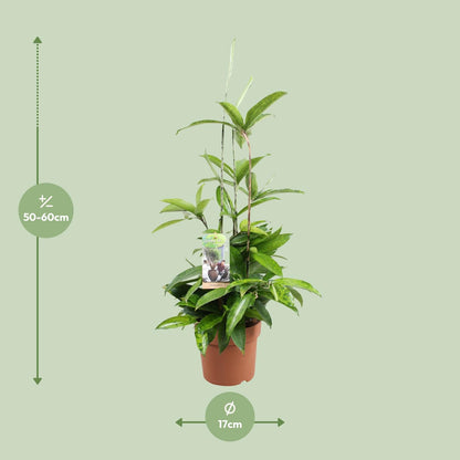 Kamerplant - Dracaena Surculosa - Pot Ø 17cm Hoogte ↕ 55cm
