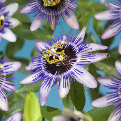 Buitenplant 2x Passiflora 'Damsels Delight' - Bloeiend - Pot Ø 11cm Hoogte ↕ 40cm