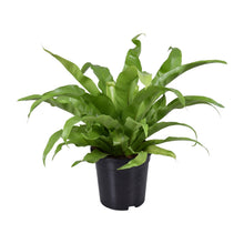 Kamerplant - Asplenium Antiquum - Pot Ø 17cm Hoogte ↕ 45cm