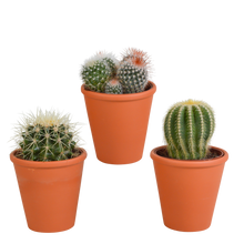 Kamerplant 3x Bolcactus Mix - in Terracotta Pot - Pot Ø 8,5cm