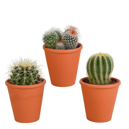 Kamerplant 3x Bolcactus Mix - in Terracotta Pot - Pot Ø 8,5cm