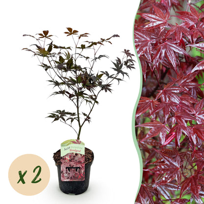 Buitenplant 2x Acer palmatum 'Bloodgood' - Bladverliezend - Pot Ø 19cm Hoogte ↕ 70cm