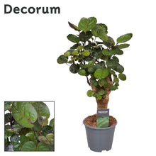 Kamerplant - Polyscias Fabian - Pot Ø 14cm Hoogte ↕ 50cm
