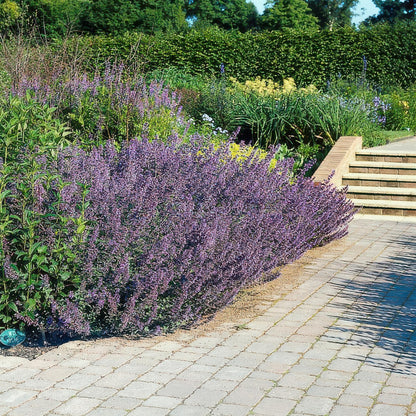 Buitenplant 6x Nepeta 'Six Hills Giant' - Bloeiend - Pot Ø 9cm Hoogte ↕ 10-25cm