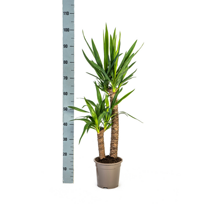 Kamerplant - Yucca Elephantipes - Pot Ø 19cm Hoogte ↕ 70-90cm