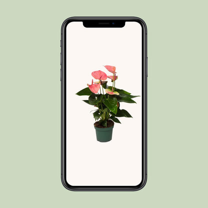 Kamerplant - Anthurium Sweet Dream - Pot Ø 12cm Hoogte ↕ 35cm