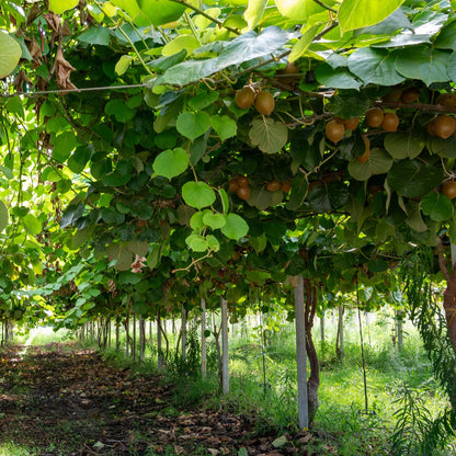 Buitenplant - Actinidia deliciosa Jenny - Groene Kiwi 2 planten - Pot Ø 15cm Hoogte ↕ 50cm