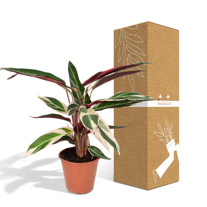 Kamerplant - Calathea Triostar (Pauwenplant) - Pot Ø 19cm Hoogte ↕ 70cm