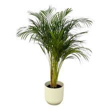 Kamerplant - Areca Palm - Pot Ø 24cm Hoogte ↕ 130cm