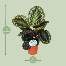 Kamerplant - Calathea Medallion - Pot Ø 14cm Hoogte ↕ 45cm