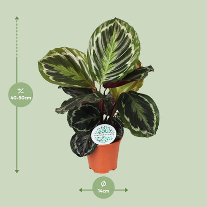 Kamerplant - Calathea Medallion - Pot Ø 14cm Hoogte ↕ 45cm