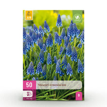 Buitenplant 50x Muscari Armeniacum - Bloeiend - Bolmaat 8/9