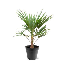 Buitenplant - Trachycarpus fortunei - Winterhard - Pot Ø 21cm Hoogte ↕ 90-100cm