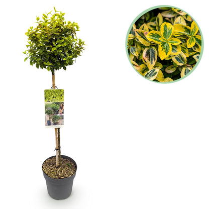 Buitenplant - Euonymus fortunei 'Emerald n Gold' op stam - Bladhoudend - Winterhard - Pot Ø 19cm Hoogte ↕ 90cm